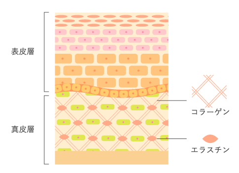 コラーゲンとエラスチンの産生の増加